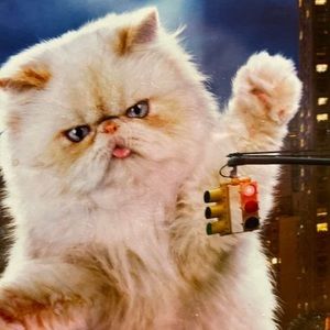 Meet your Posher, Diana